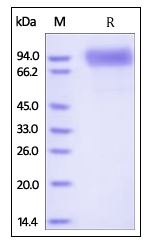 Human GPNMB, His Tag on SDS-PAGE under reducing (R) condition. The gel was stained overnight with Coomassie Blue. The purity of the protein is greater than 95%.